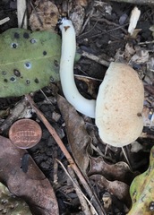 Tylopilus rhoadsiae