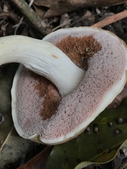 Tylopilus rhoadsiae