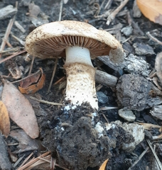 Cortinarius pholideus