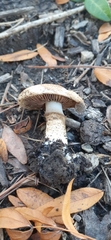 Cortinarius pholideus