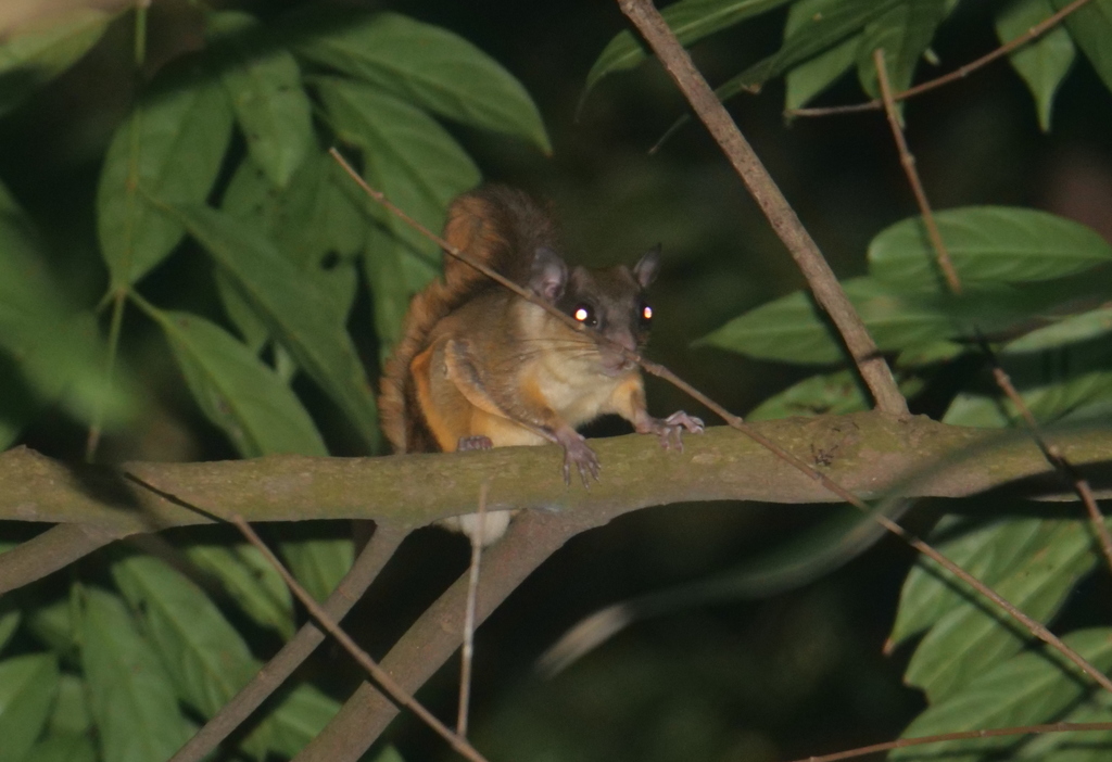 Javanese Flying Squirrel