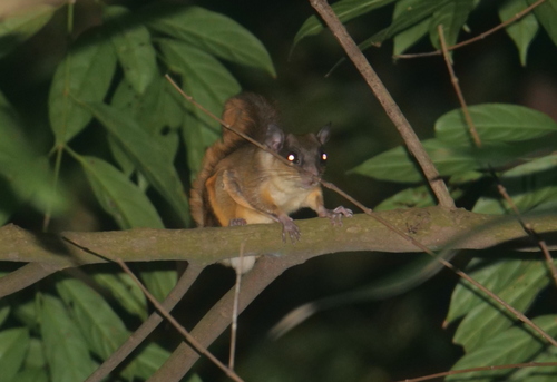 Javanese Flying Squirrel (Iomys horsfieldii) — Least Concern Mammalia