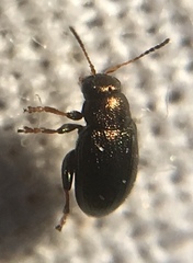 Chaetocnema hortensis