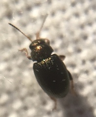 Chaetocnema hortensis