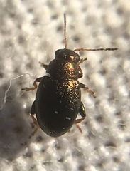 Chaetocnema hortensis