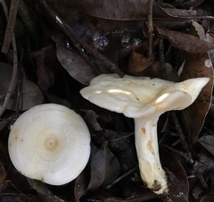 Lactarius yazooensis
