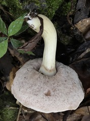 Tylopilus rhoadsiae