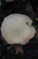 Tylopilus rhoadsiae