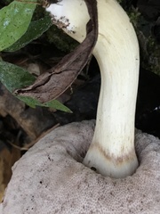 Tylopilus rhoadsiae