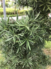 Podocarpus macrophyllus