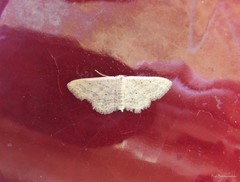 Idaea elongaria