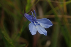 Lobelia flaccida