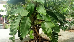 Epipremnum giganteum