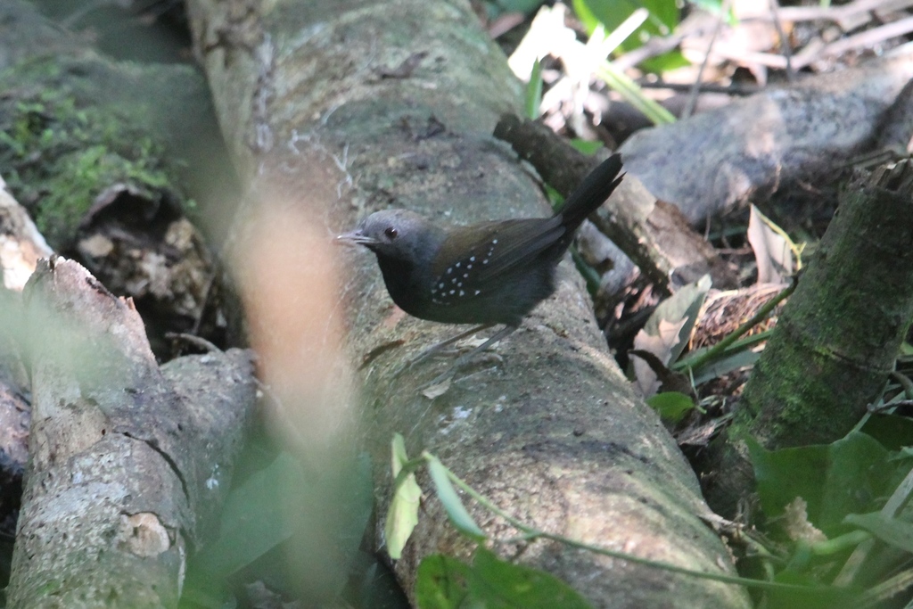 Black-throated Antbird