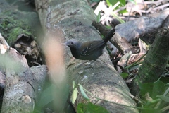 Myrmophylax atrothorax