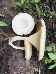 Lentinus squarrosulus