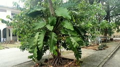 Epipremnum giganteum