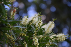 Melaleuca salicina