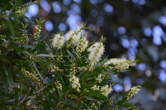 Melaleuca salicina