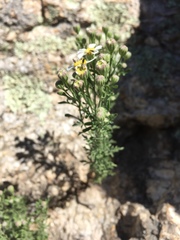 Perityle coronopifolia