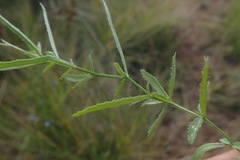 Lobelia flaccida