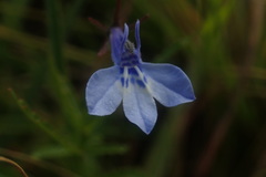 Lobelia flaccida