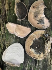 Abundisporus