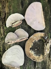 Abundisporus