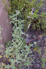 Nepeta cyanea