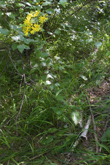 Tephroseris cladobotrys subfloccosa