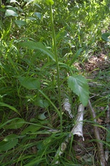 Tephroseris cladobotrys subfloccosa