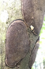 Inonotus micantissimus