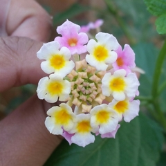Lantana camara