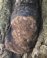 Inonotus micantissimus