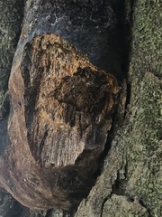 Inonotus micantissimus