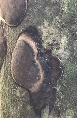 Inonotus micantissimus
