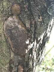 Inonotus micantissimus