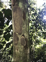 Inonotus micantissimus