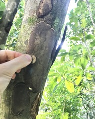 Inonotus micantissimus