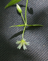 Cerastium holosteum