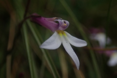 Lobelia vanreenensis