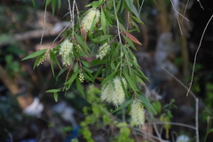 Melaleuca salicina