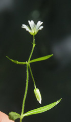 Cerastium holosteum