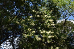 Melaleuca salicina