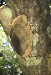 Inonotus micantissimus