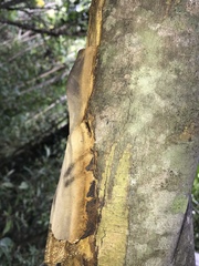 Inonotus micantissimus