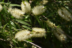 Melaleuca salicina