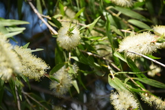 Melaleuca salicina