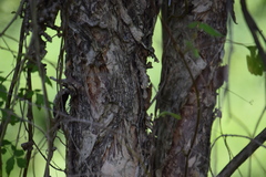 Melaleuca salicina