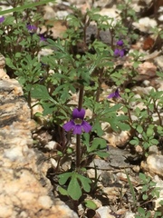 Schistophragma intermedium